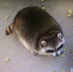 Meet your Posher, Tomas